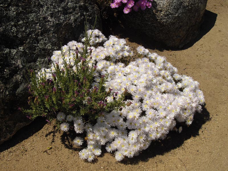 Lampranthus sp en fleurs dans les pentes sèches du Cap occidental en Corse